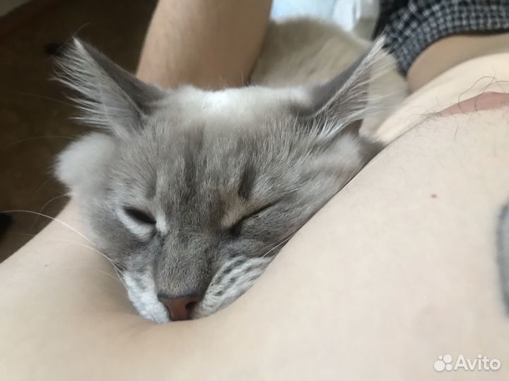 Ищем девочку для вязки