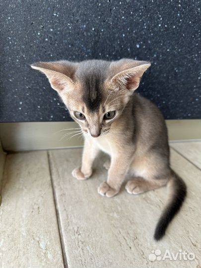 Абиссинская кошка котенок идеальный окрас