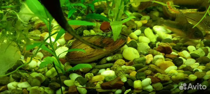 Моллюск двустворчатый в аквариум