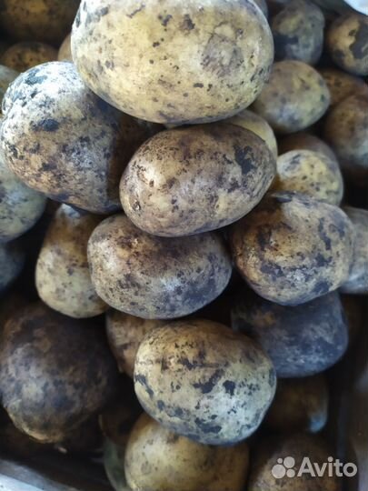 Картофель для еды