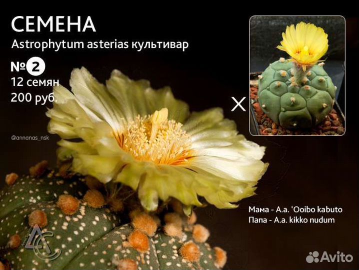 Семена кактусов и суккулентов