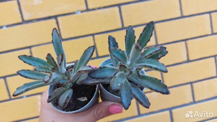 Кактусы и суккуленты