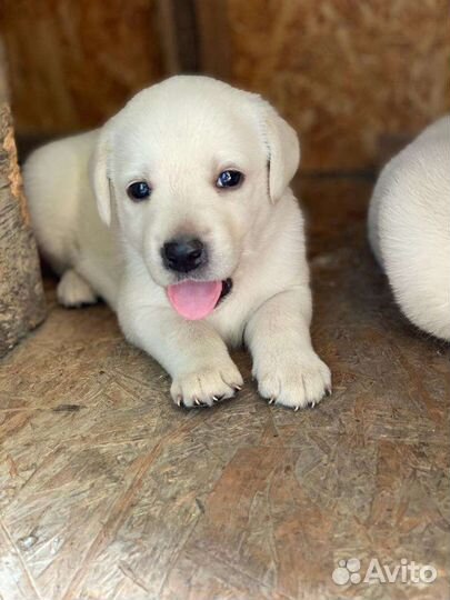 Щенки лабрадора