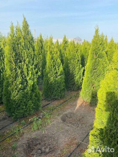 Туя Смарагд