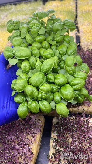 Микрозелень Базилик зеленый