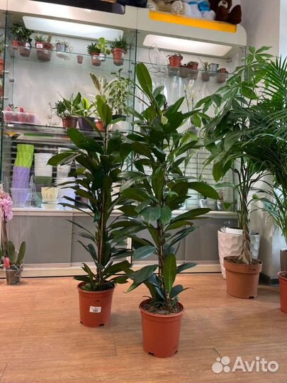 Комнатные растения