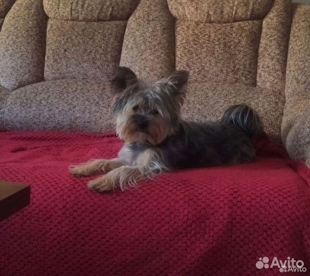 Зоогостиница. Передержка кошек и собак официально