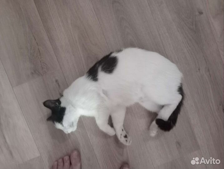 Новосибирская черно-белая