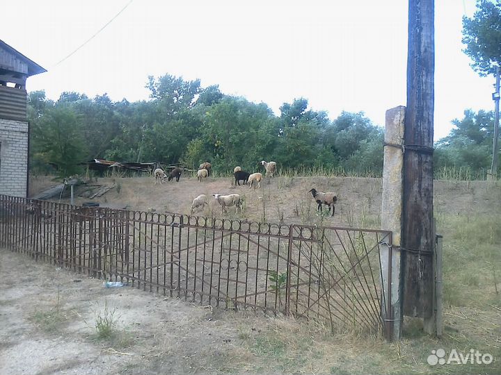 Овцы с ягнятами