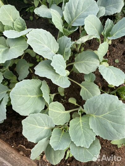 Капуста Мегатон