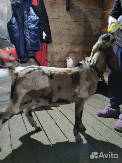 Нубийский козел