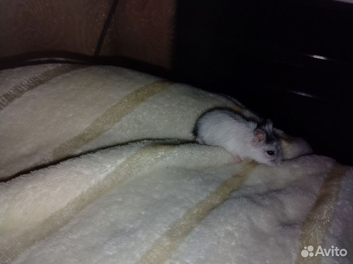 Джунгарский хомяк