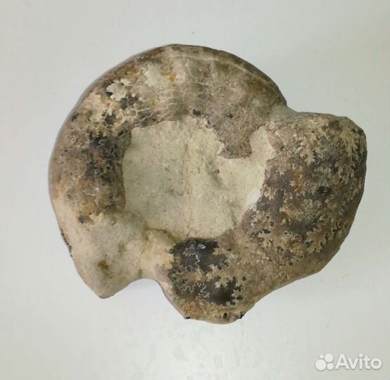 Волжский набор древних окаменелостей 34