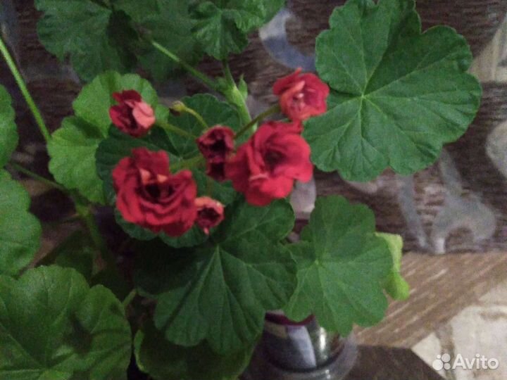 Пеларгония герань сортовая