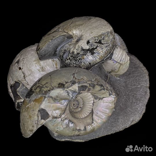 Аммониты Cadoceras и Macrocephalitidae