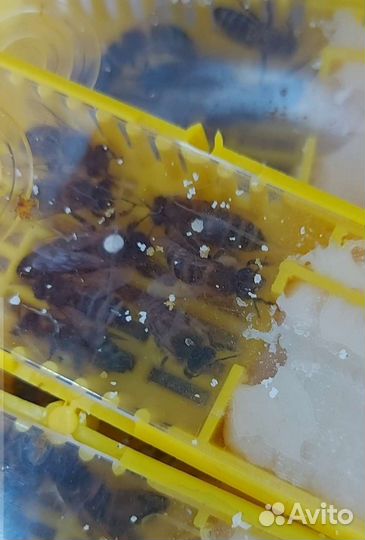 Матки Пчёлы Пчелопакеты