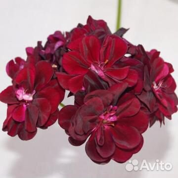 Пеларгония