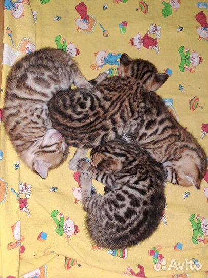 Бенгальские котята