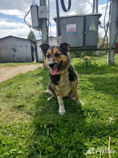 Собака в добрые руки отдам бесплатно