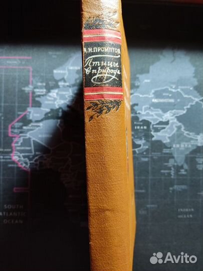 Птицы в природе. Дикие птицы