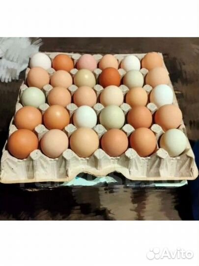 Яйцо домашнее