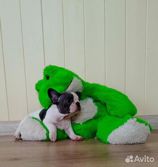 Французский бульдог наша Лапа