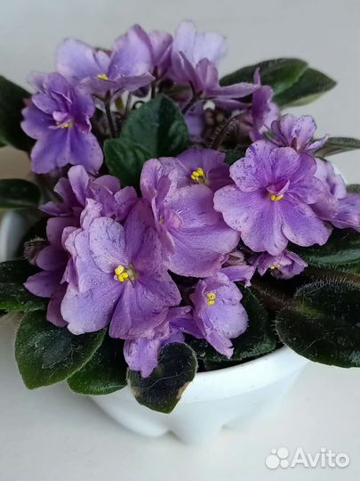 Фиалка сенполия сортовая Rob's hand puppet