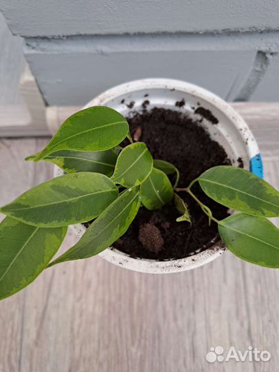 Комнатные цветы