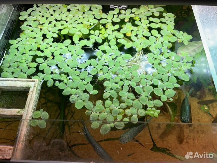 Аквариумные растения прополка, тесты для аквариума