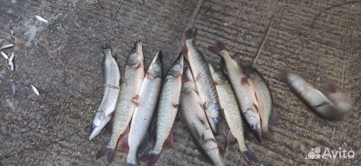 Рыбалка и отдых