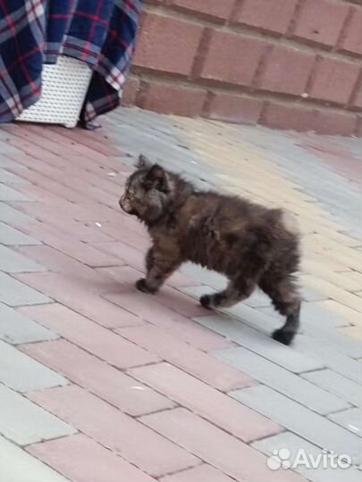 Курильский бобтейл