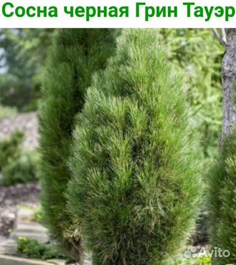 Хвойные растения(туи,ели,сосны,можжевельники)