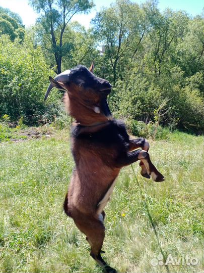 Продам козла,козу с козленком