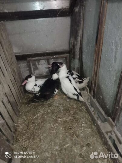 Мясо утки мулард