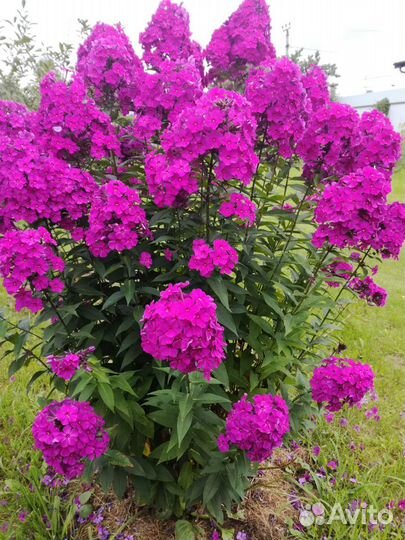 Садовые многолетние цветы