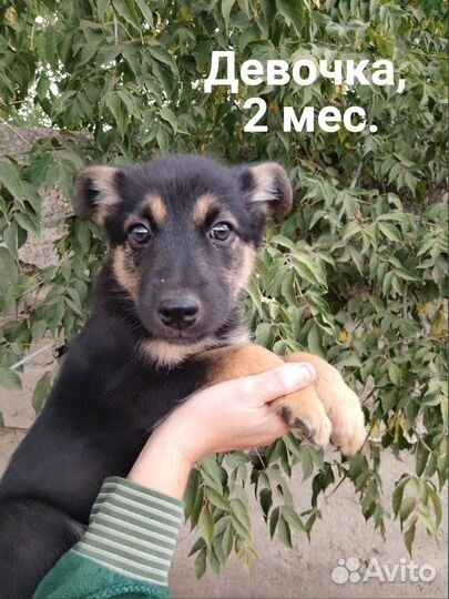 Стерильная девочка, 2 месяца