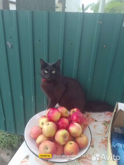 Кошка в дар бесплатно