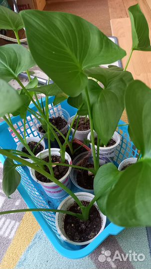 Каллы горшечные, Зантедексия Эфиопская