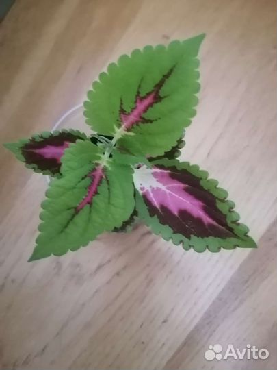 Колеус, плектрантус Блюма