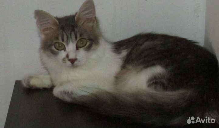 Киса в самые добрые ручки