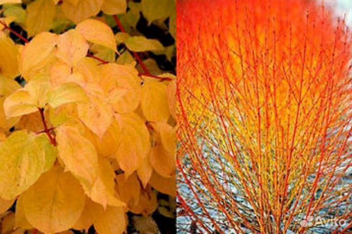 Дерен белый