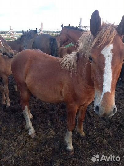 Жеребята,Жеребец тяжеловоз