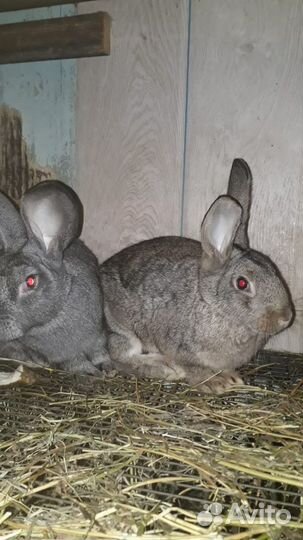 Кролики порода серый великан и белый панон