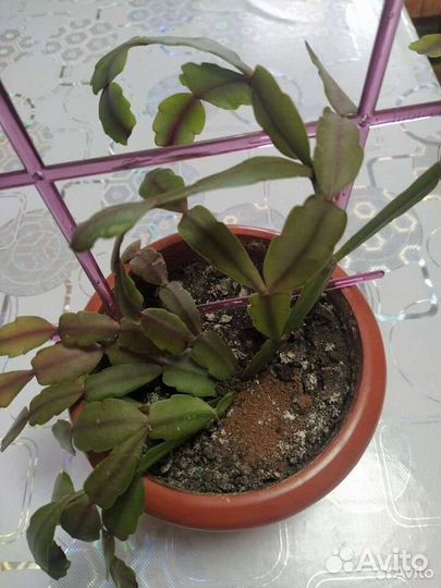 Петрушка свежая,Цветок Декабрист