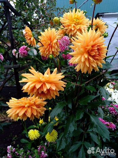 Георгины клубни