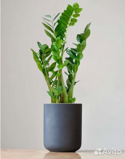 Замиокулькас