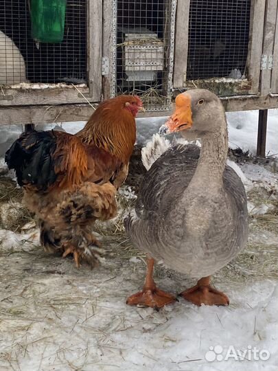 Гуси холмогоры