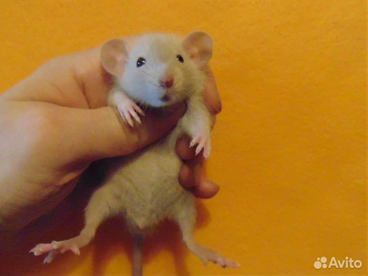 Крысы, крысята дамбо редкие окрасы в спб, клетки