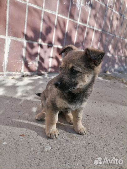 Собака в добрые руки щенок