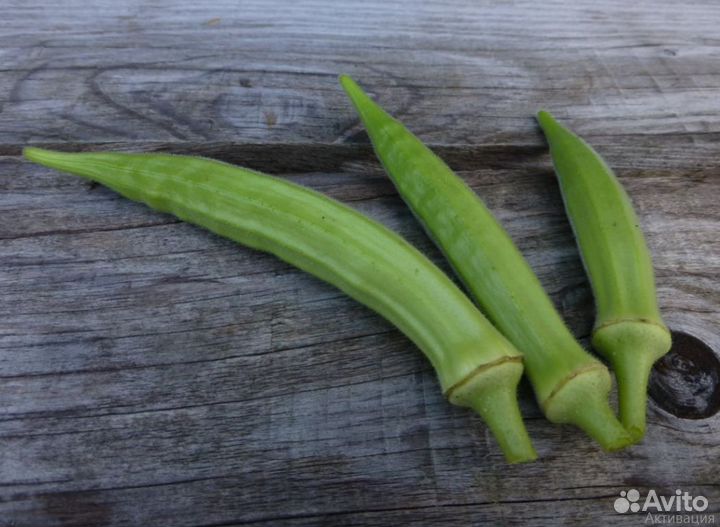 Бамия «Yalova Akköy 41» («Султани») 15 семян